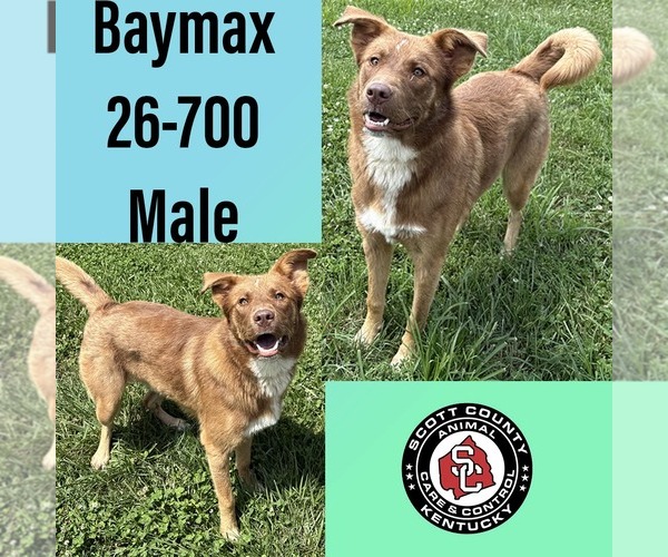 Medium Photo #1 Mutt Puppy For Sale in Georgetown, KY, USA