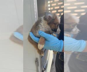 Siberian Husky-Unknown Mix Dogs for adoption in San Antonio, TX, USA