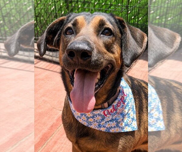 Medium Photo #9 Mutt Puppy For Sale in Lake Forest, CA, USA
