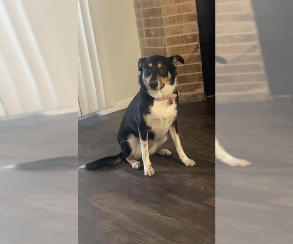 Medium Photo #1 Collie-Unknown Mix Puppy For Sale in San Antonio, TX, USA