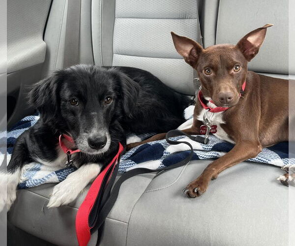 Medium Photo #3 Border-Aussie Puppy For Sale in Mount Laurel, NJ, USA