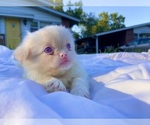 Puppy Pink Male 2 Pekingese