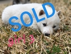 Small Photo #9 Siberian Husky Puppy For Sale in ARLINGTON, TX, USA