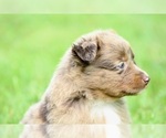 Small Photo #6 Australian Shepherd Puppy For Sale in NEWTON FALLS, OH, USA