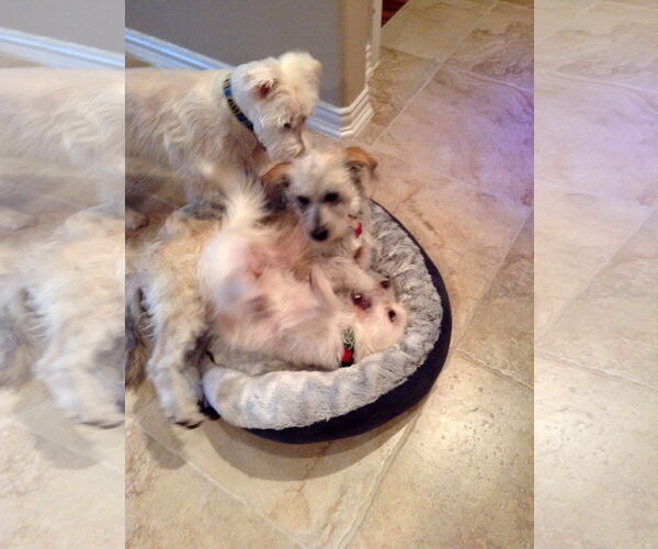 Medium Photo #8 Mutt Puppy For Sale in Houston, TX, USA