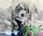 Small Photo #9 Bernedoodle-Sheepadoodle Mix Puppy For Sale in WOODSIDE, NY, USA