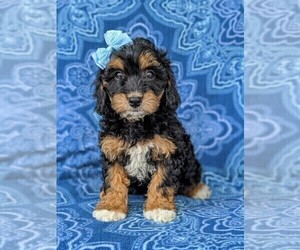 Cavachon-Poodle (Miniature) Mix Puppy for sale in CHRISTIANA, PA, USA