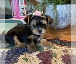 Puppy Tiny Elsa Biewer Yorkie-Shorkie Tzu Mix