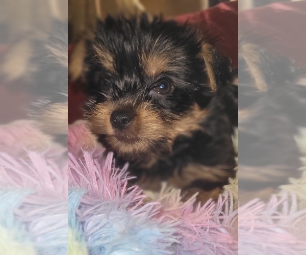 Medium Photo #261 Yorkshire Terrier Puppy For Sale in AKRON, OH, USA