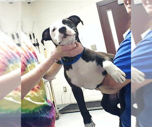 Mutt Dogs for adoption in Fayetteville, NC, USA