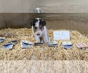 Medium Wire Fox Terrier