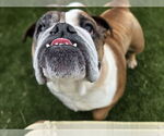 Small #2 Bulldog