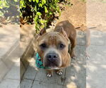 Small #8 American Staffordshire Terrier-Bulldog Mix
