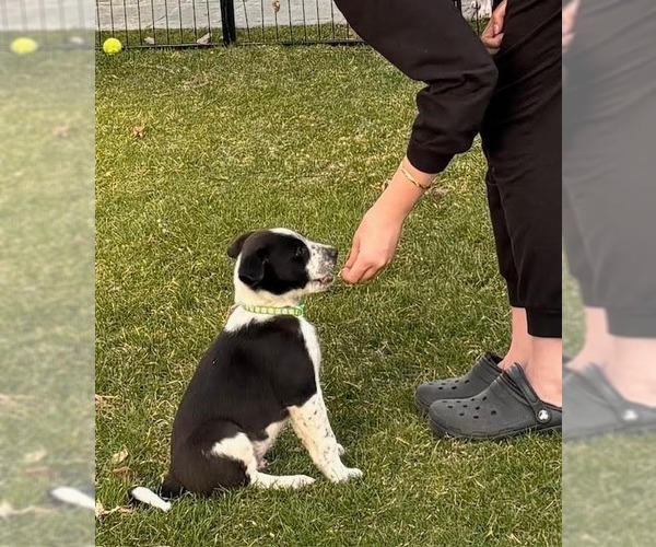Medium Photo #2 Border Collie Puppy For Sale in Minneapolis, MN, USA