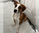 Small #3 Retriever  Mix
