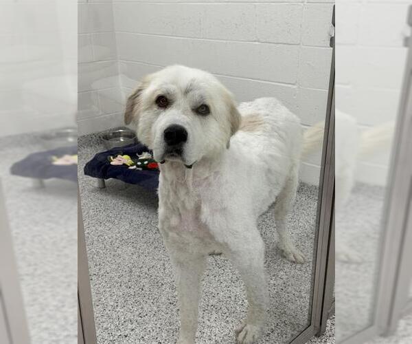 Medium Photo #1 Great Pyrenees Puppy For Sale in Canfield, OH, USA