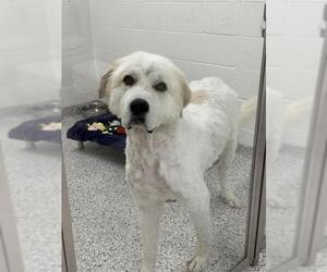 Great Pyrenees Dogs for adoption in Canfield, OH, USA