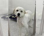 Small Great Pyrenees