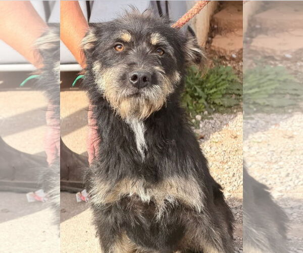 Medium Photo #1 Mutt Puppy For Sale in Columbus, IN, USA