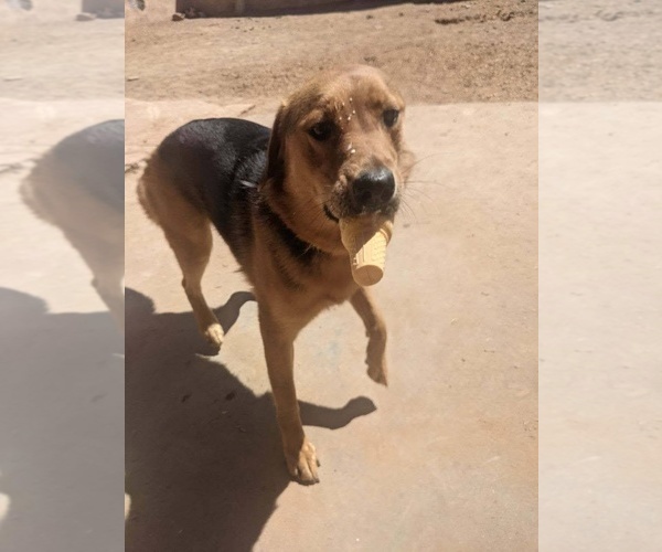 Medium Photo #2 Mutt Puppy For Sale in Pena Blanca, NM, USA