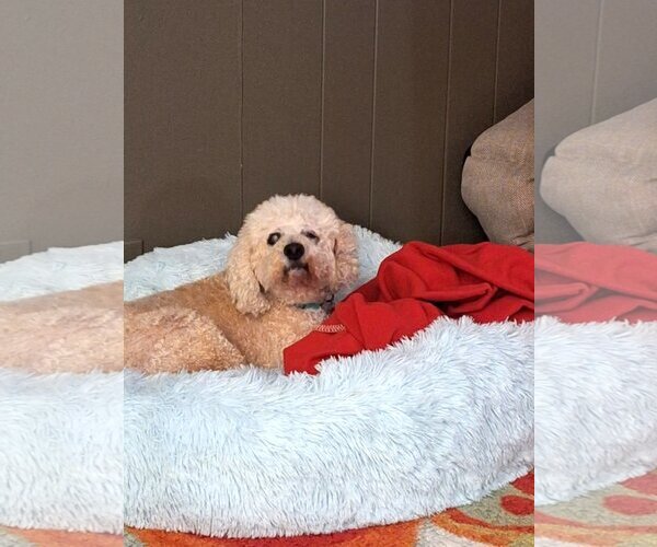 Medium Photo #5 Poodle (Miniature)-Unknown Mix Puppy For Sale in  Ramona, CA, USA