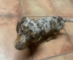 Small Photo #1 Dachshund Puppy For Sale in DENHAM SPRINGS, LA, USA