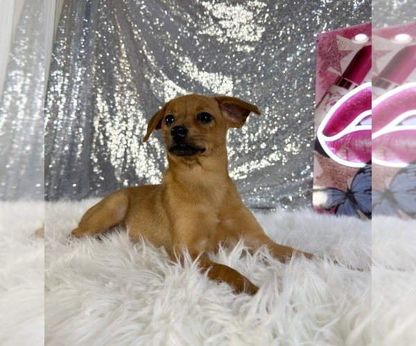 Medium Photo #4 Rat-Cha Puppy For Sale in INDIANAPOLIS, IN, USA