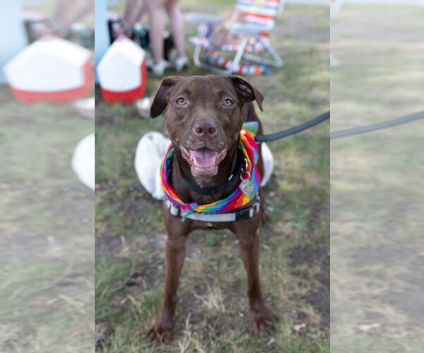 Medium Photo #1 American Staffordshire Terrier-Labrador Retriever Mix Puppy For Sale in Oakhurst, NJ, USA