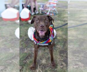 American Staffordshire Terrier-Labrador Retriever Mix Dogs for adoption in Oakhurst, NJ, USA