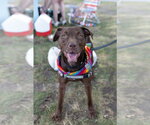 Small American Staffordshire Terrier-Labrador Retriever Mix