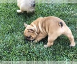 Small Photo #4 French Bulldog Puppy For Sale in APTOS, CA, USA