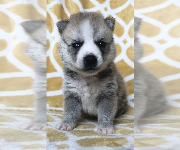 Medium Photo #3 Pomsky Puppy For Sale in HOWLAND, OH, USA