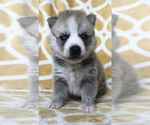 Small Photo #3 Pomsky Puppy For Sale in HOWLAND, OH, USA