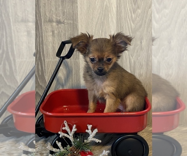 Medium Photo #4 Chihuahua Puppy For Sale in CANOGA, NY, USA