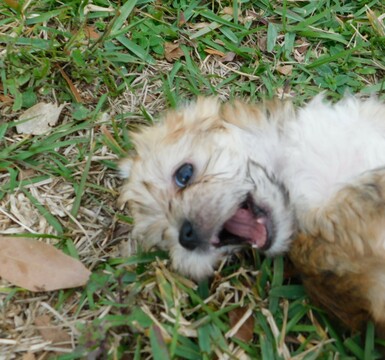 Medium Photo #32 Morkie Puppy For Sale in ORLANDO, FL, USA