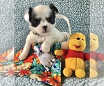 Small #4 Chihuahua
