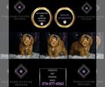 Puppy Tabasco AKC Poodle (Toy)