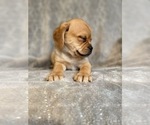 Small Photo #16 Puggle Puppy For Sale in LAKELAND, FL, USA