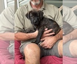 Puppy ON HOLD Orange Rotticorso