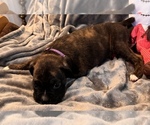 Small #1 Boxer