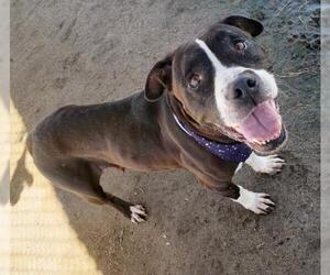 American Pit Bull Terrier Dogs for adoption in Bakersfield, CA, USA