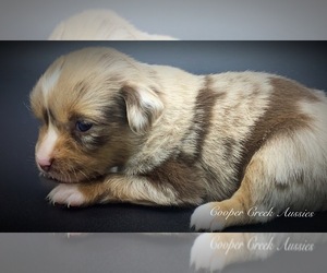 Miniature Australian Shepherd Puppy for sale in SMITHVILLE, AR, USA