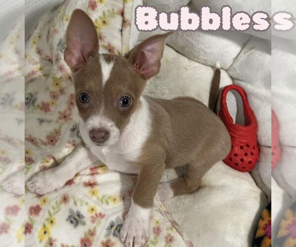 Medium Photo #2 Dachshund-Unknown Mix Puppy For Sale in San Antonio, TX, USA
