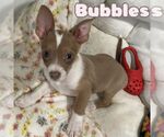 Small #1 Dachshund Mix