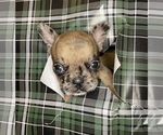 Small #3 French Bulldog