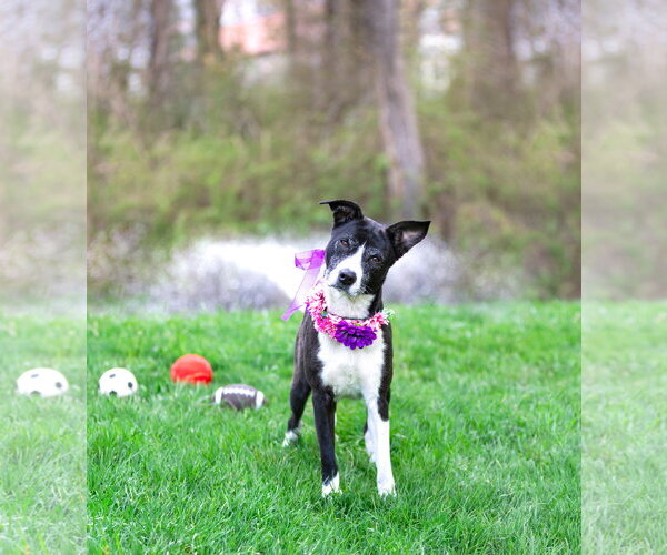 Medium Photo #2 Border Collie-Unknown Mix Puppy For Sale in Unionville, PA, USA