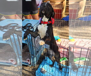 Rainy - Female Mutt Dog for Adoption - Photo #9