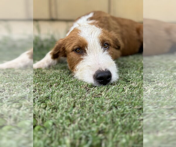Medium Photo #6 Mutt Puppy For Sale in PIPE CREEK, TX, USA
