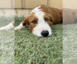Small #5 Mutt