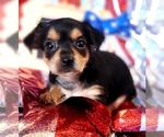 Small #8 Yorkshire Terrier